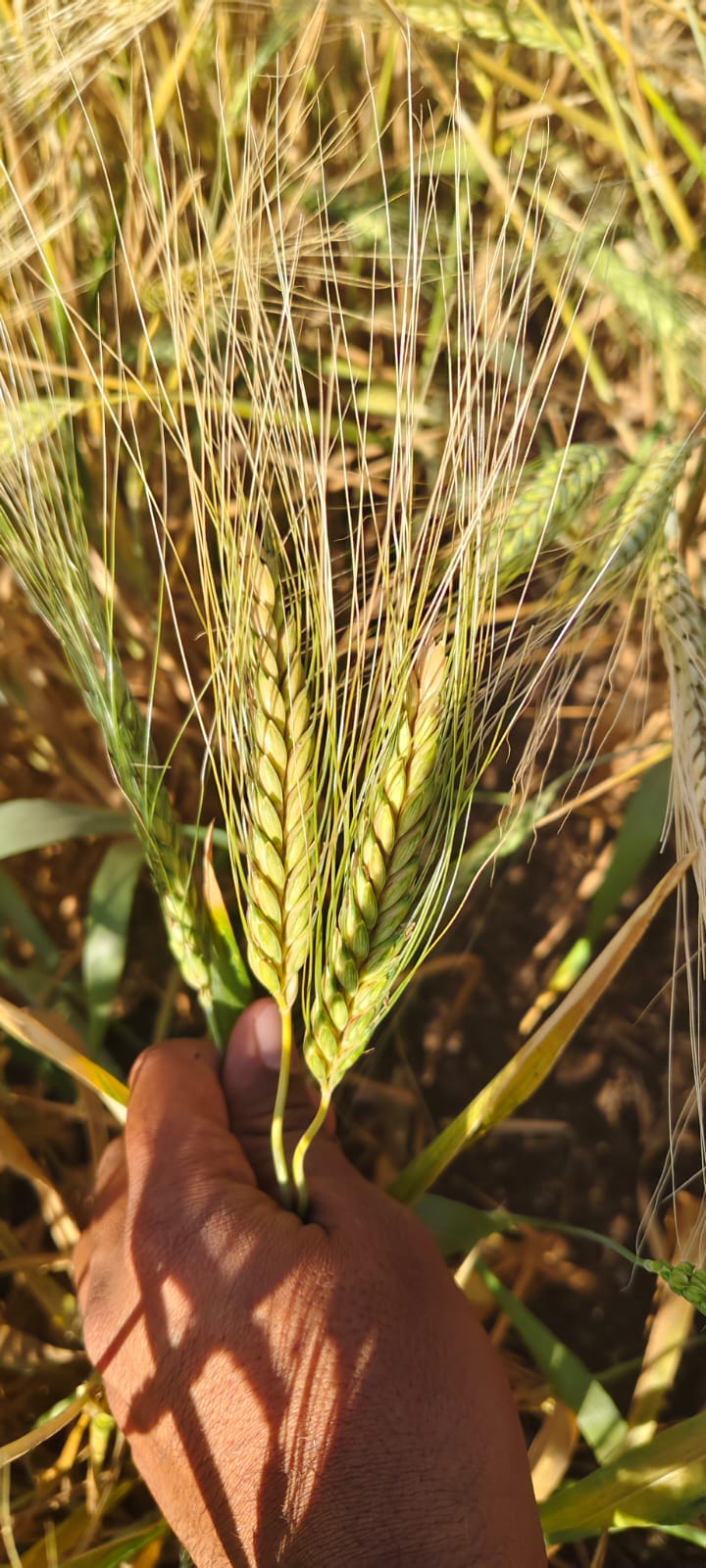 Farmer Image 4